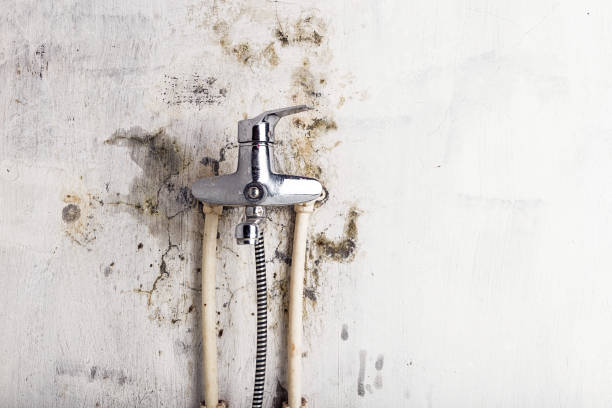 Best Mold Remediation  in Orangetree, FL