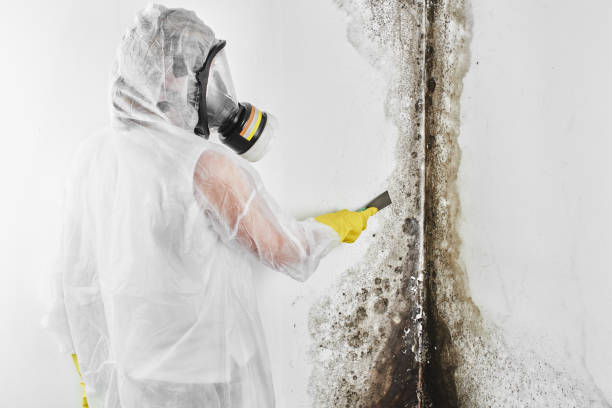 Mold Testing and Removal in Orangetree, FL