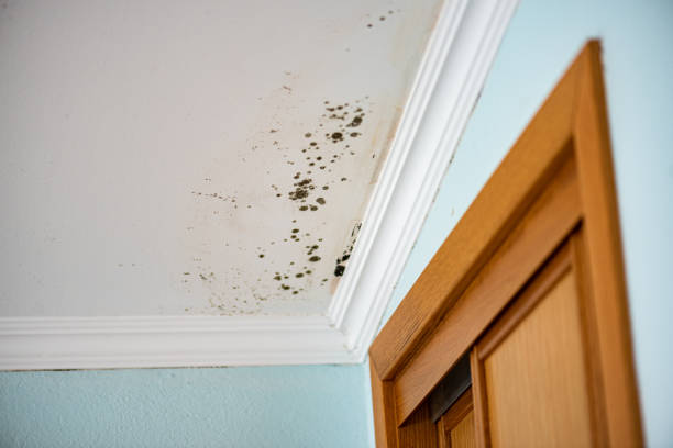 Best Mold Damage Repair  in Orangetree, FL