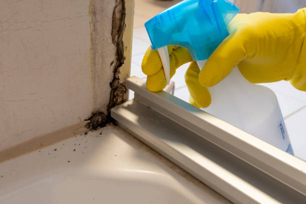 Office Mold Removal Services in Orangetree, FL