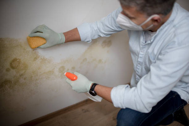 Best Residential Mold Removal  in Orangetree, FL