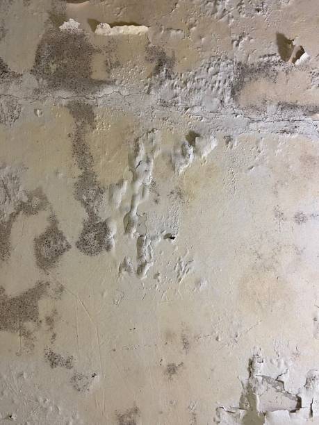 Best Mold Removal Specialists  in Orangetree, FL