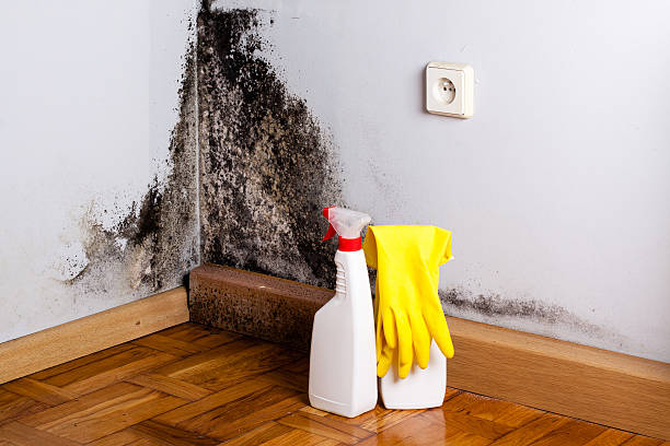 Best Residential Mold Removal  in Orangetree, FL