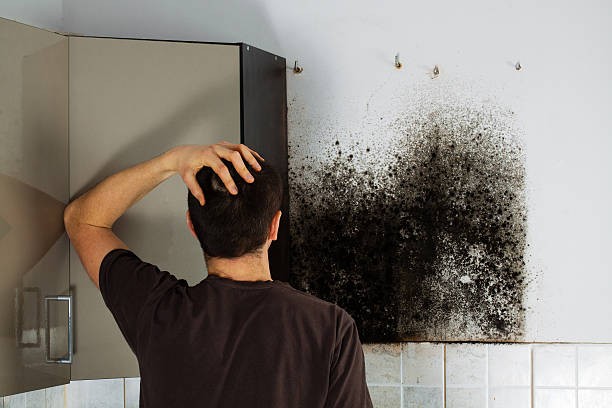 Best Black Mold Removal  in Orangetree, FL