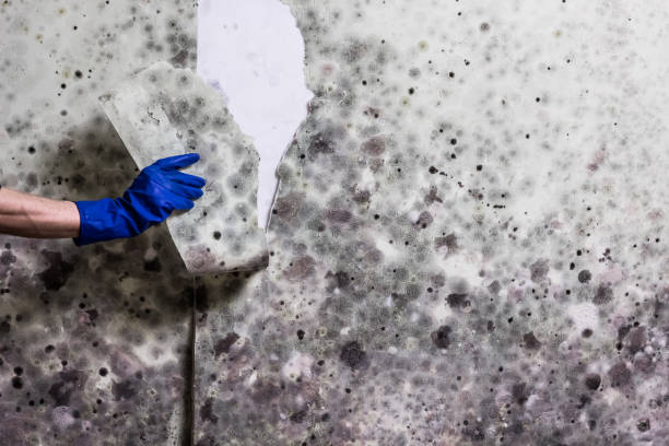 Best Mold Cleaning Services  in Orangetree, FL